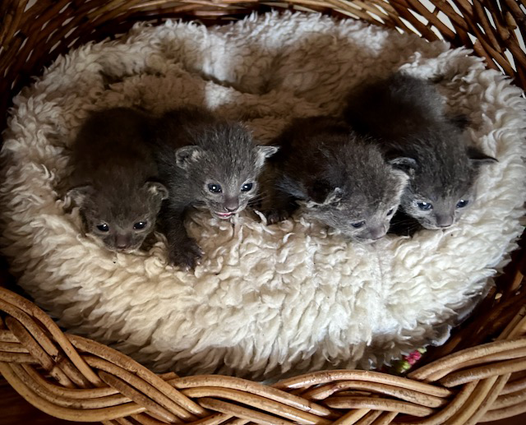 Dixie's kittens at two weeks